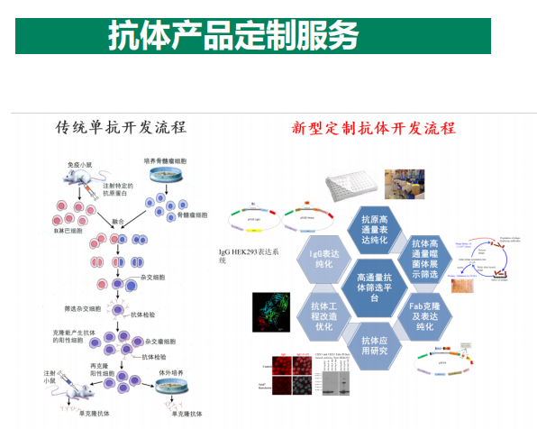 表观遗传学抗体系列